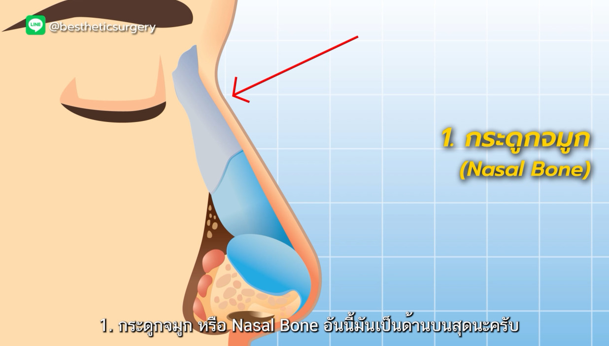 กระดูกจมูก (nasal bone)